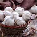 Hot Sale Best White Garlic Seeds